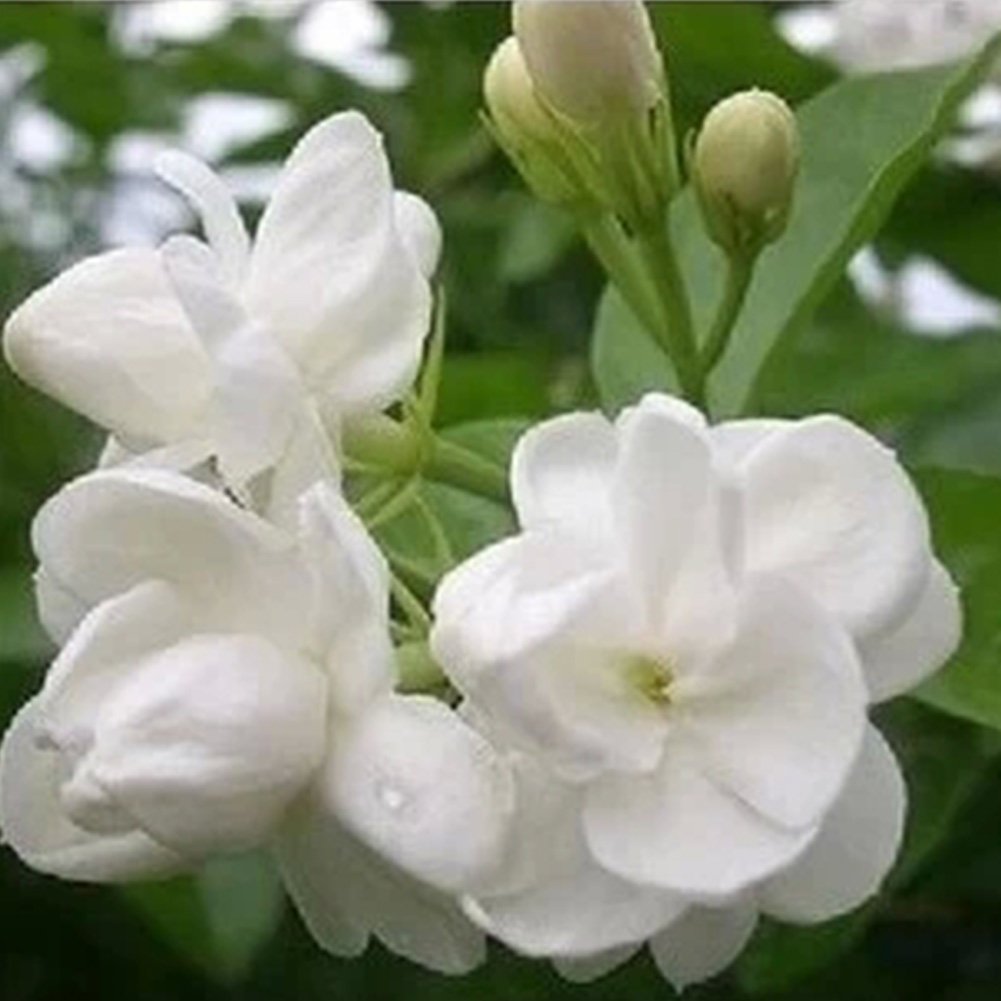 Glamaours 20pcs White Jasmine Flower Seeds, Fragrant Home Garden