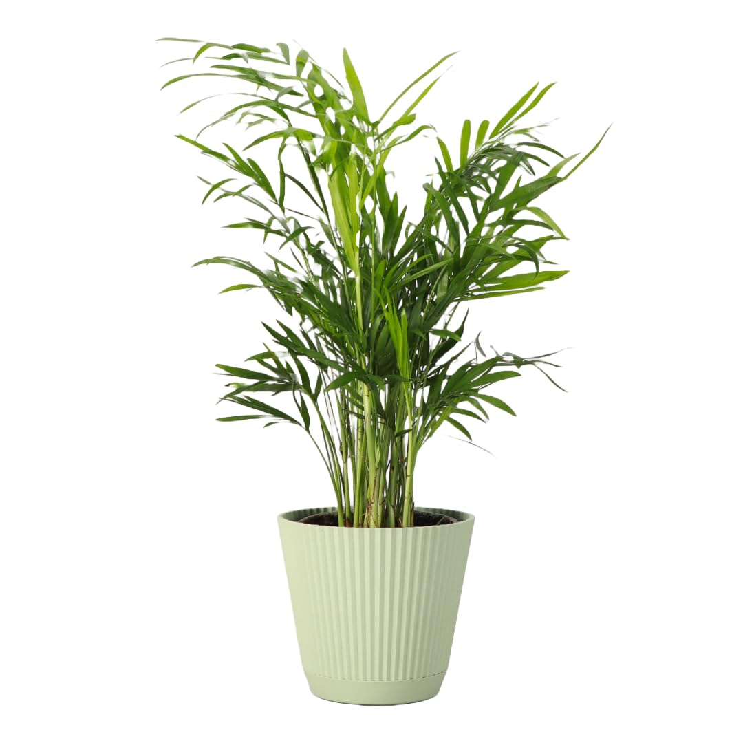 Thorsen's Greenhouse Parlor Palm in sage pot