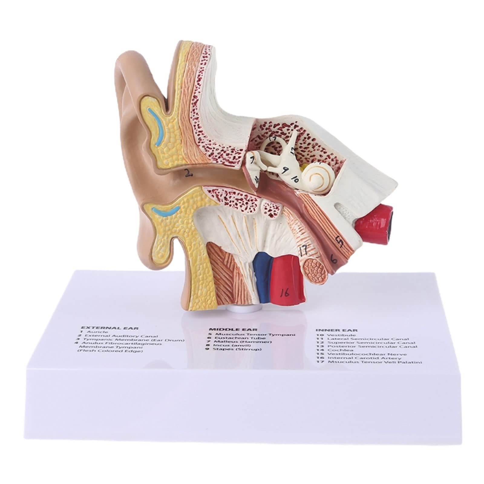 1,5 Volte Il Modello Dell'orecchio Umano A Grandezza Naturale Materiale Didattico Per L'anatomia Scientifica Display Per Studio Anatomico Professionale