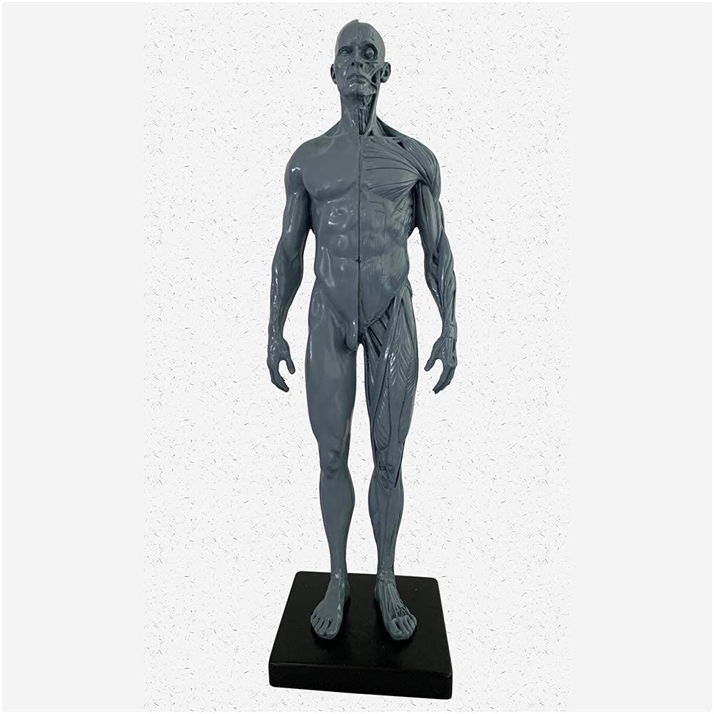 Buy 11Inch Male Anatomy Figure Human Muscle Skeleton Anatomical Model