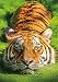 Buffalo Games - Earthpix Collection - Tiger Eyes - 500 Piece Jigsaw Puzzle