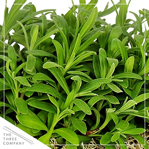 The Three Company Live Aromatic 6" Lavender in Decorative Pot Cover Green