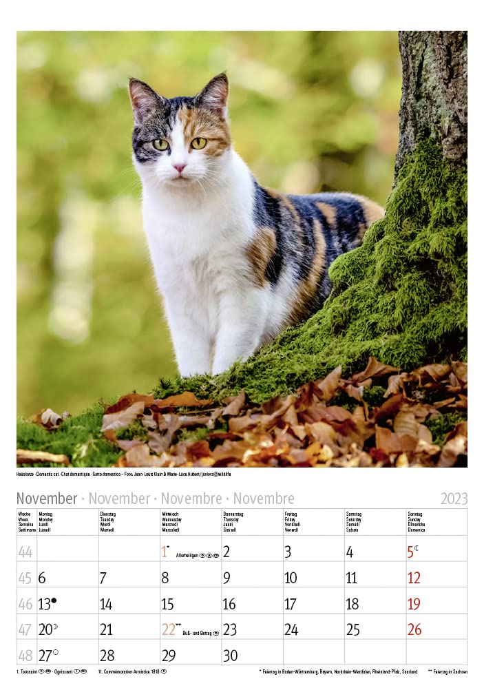 Katzen 2023