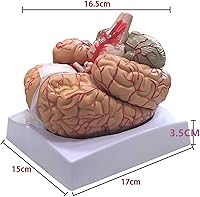 Vista 6 de Modelo craneal de arteria cerebral humana, modelo cerebral anatómicamente preciso 8 partes Anatomía del cerebro humano para ciencia Exhibición
