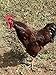 6 Barnyard Mix Chicken Hatching Eggs by Fox Peak Outdoor Supply LLC. (Over 20+ Breeds of Chickens)