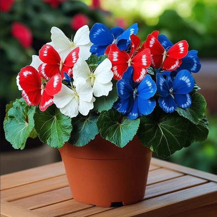 Moonlight Butterfly Jade – Sold Bare – Red and White Colors/Hardy Perennial, Excellent Display-4 Hostas-D