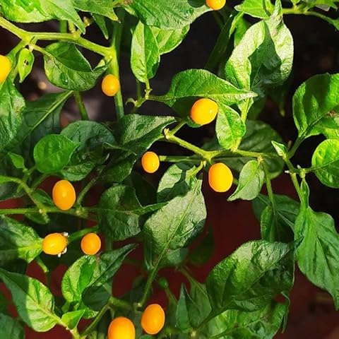 Aji Charapita Iquitos,10 Seeds,Capsicum chinense (331) Cover