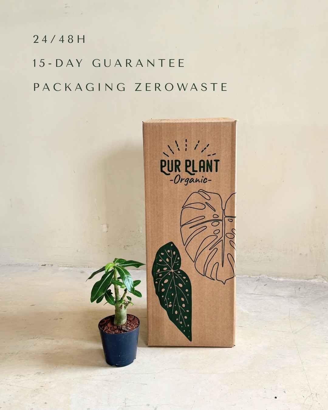 PUR PLANT | Baobab Adenium ansu | Plantas naturales interior con elegancia escultórica | Plantas naturales exterior resistentes | Maceta de Ø12 cm