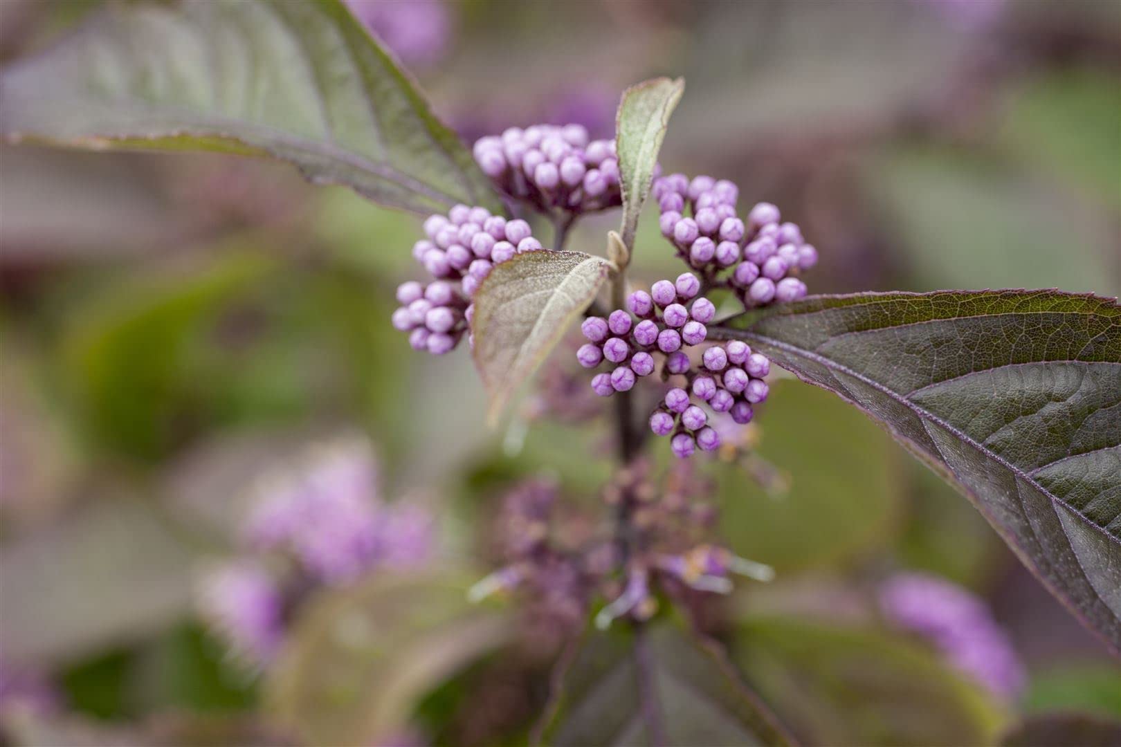 Liebesperlenstrauch Callicarpa bodinieri Profusion 125-150 cm winterhart