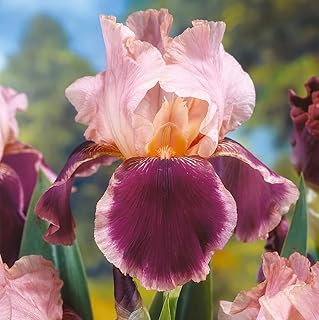 Bearded Bare Root Bearded Iris Flowers