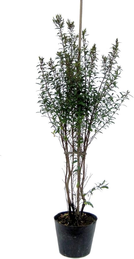 Amazon ギンバイカ 80cm前後 生垣 鉢植え 芳香 植木 Amazon ギンバイカ 80cm前後 生垣 鉢植え 芳香 植木