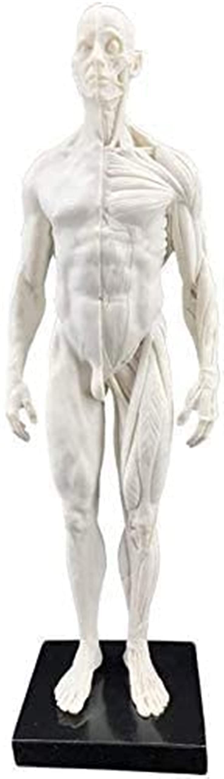 Modèle D'anatomie, 30 Cm Modèle De Peinture Anatomique Squelette Humain pour La Sculpture du Corps De La Tête Muscle Dessin Anatomique Anatomie Skull 1: 6 pour Une Démonstration Médicale