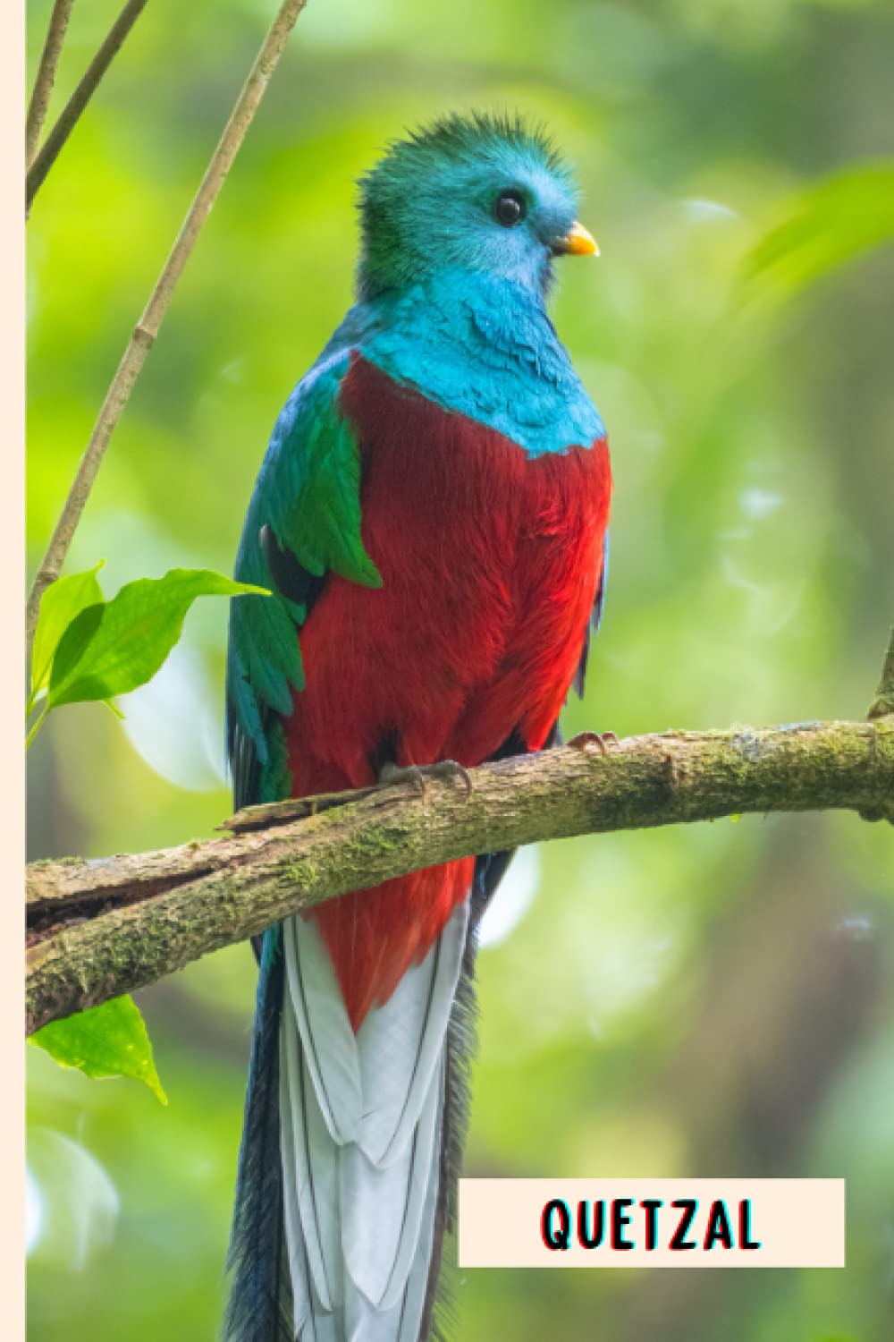 Quetzal: Composition Notebook For Quetzal Lovers , Quetzal Lined Journal ,6x9 Inches , 110 Pages ,Quetzal Diary