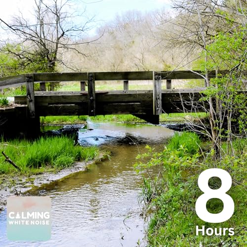 Forest Creek at Dawn | Peaceful Water & Birdsong for Relaxation