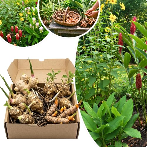 Set of 3 Ginger Turmeric and Jerusalem Artichoke Rhizomes Edible Root Plants for Garden Fresh Large Size Ready to Grow