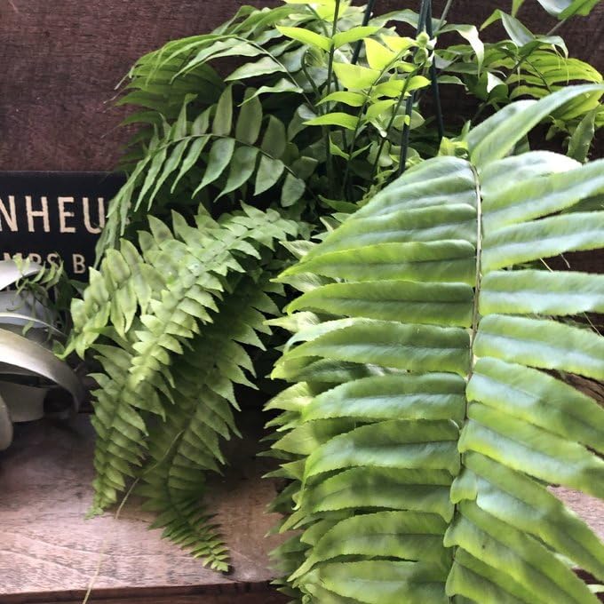 Amazon｜マッチョ ネフロレピス シダ 吊り下げMaccho Fern /｜観葉植物