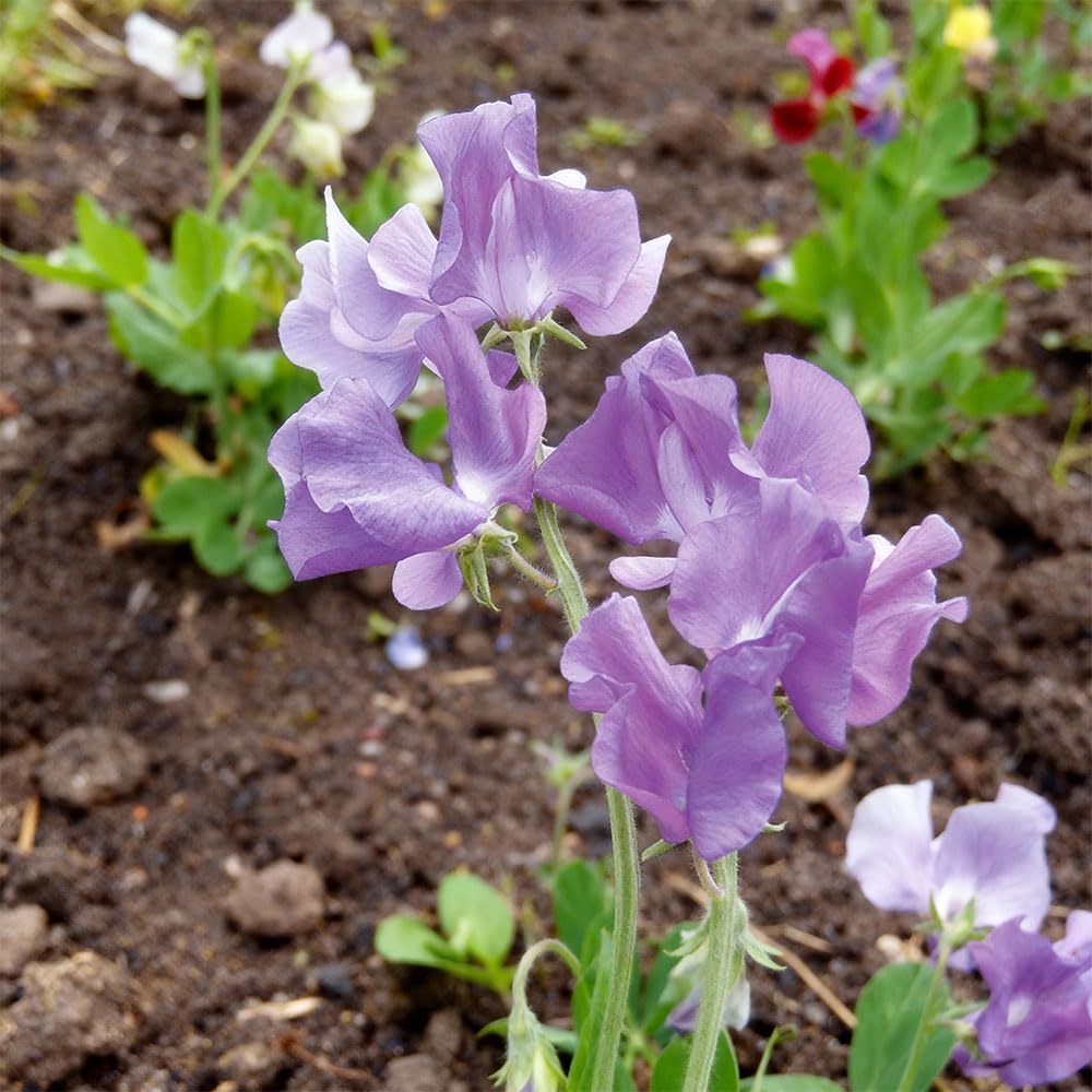 Sweet Pea Oxford Blue Seeds β Stunning, Large & Fragrant Flowers β Hardy Annual β for Your Beautiful Garden