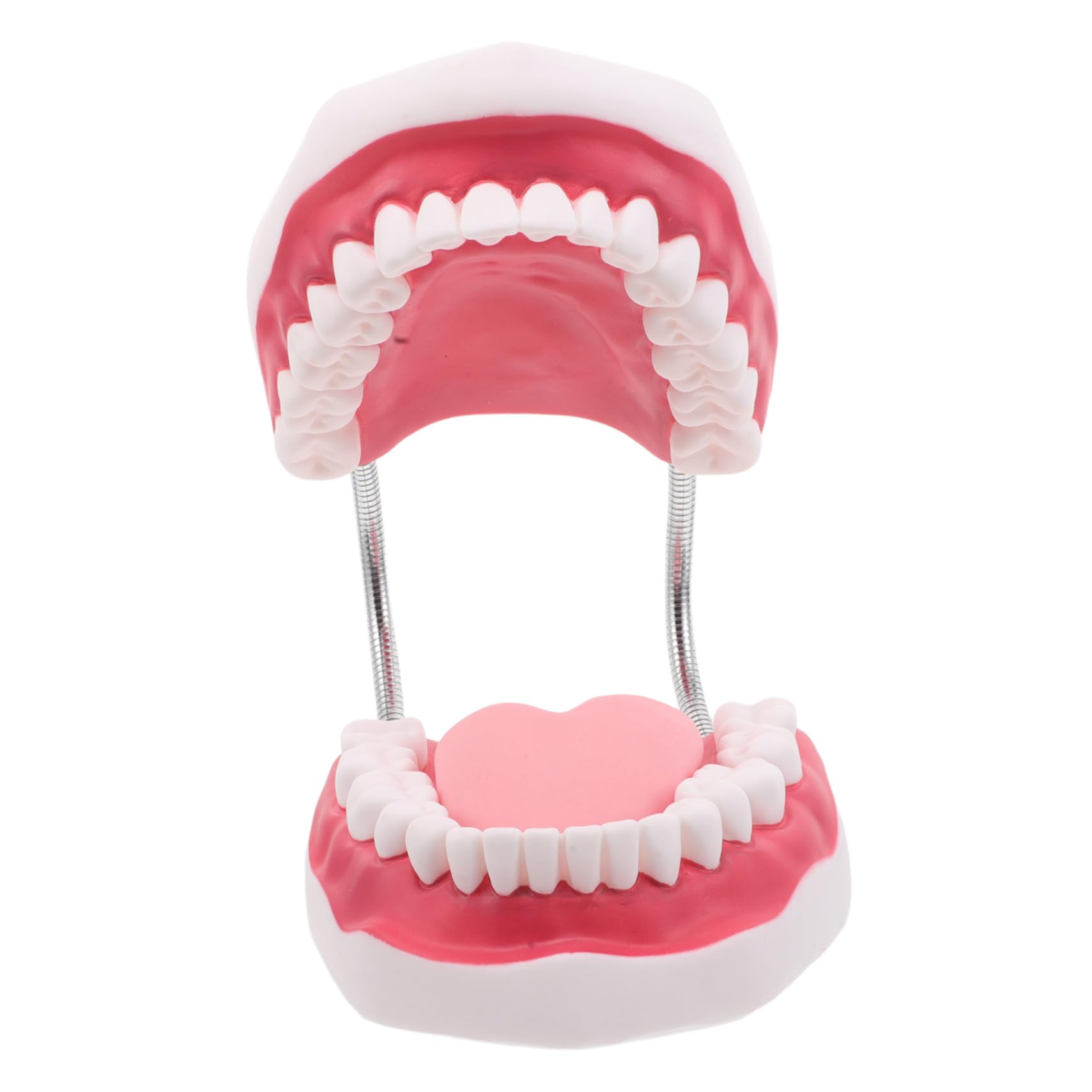 Modello Didattico Orale Modello Per Protesi Ortodontica Per Denti Educativi Per Denti