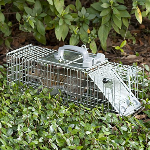 Havahart Easy Set Small 1-Door Animal Trap for Rats and Small Squirrels - 1082-Made in the USA - Thumbnail 4