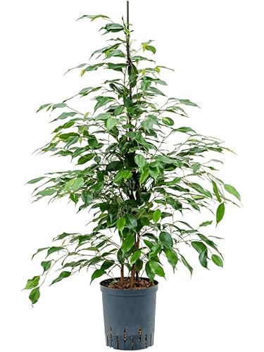 Ficus Benjamina Natural en Maceta de 17cm Elegancia y Frescura para tu Espacio Interior
