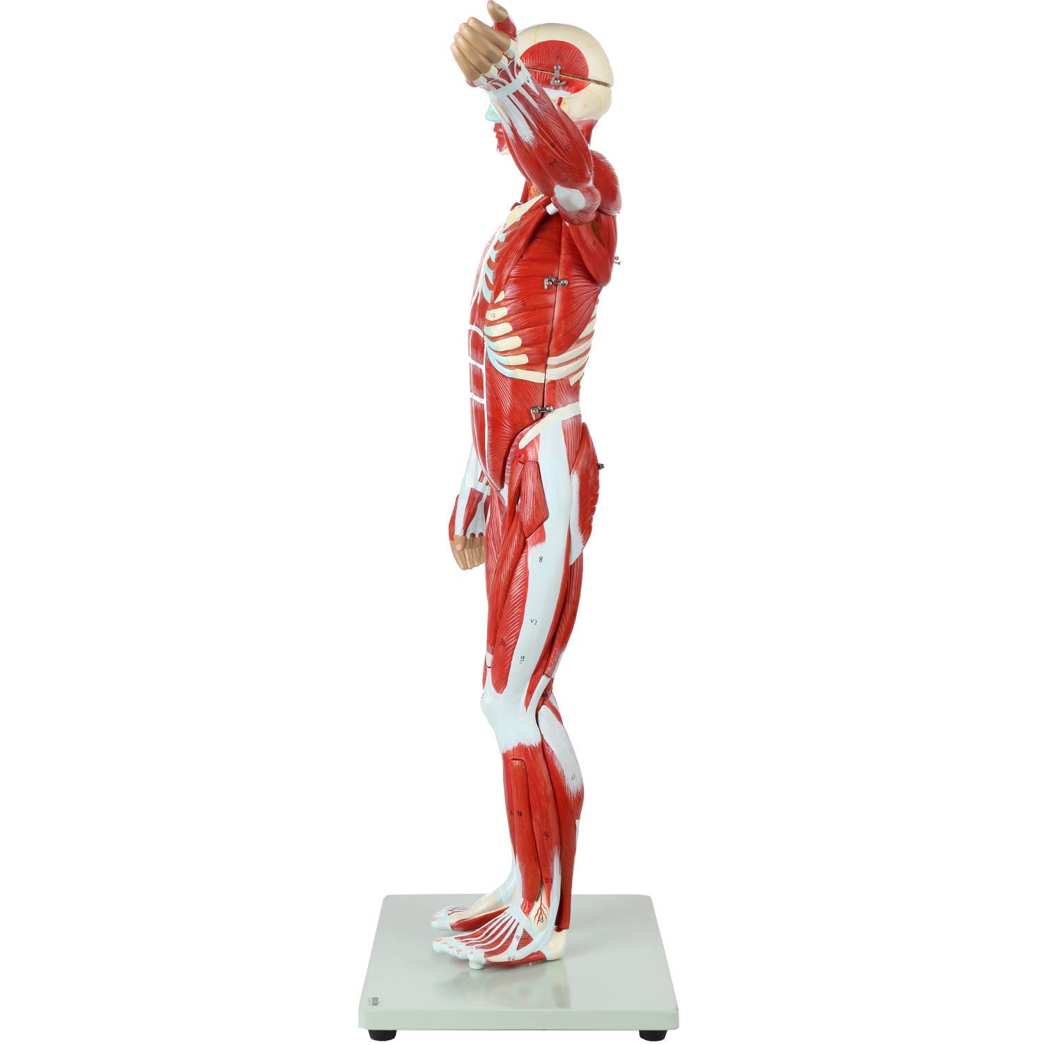 Figura Muscular Humana De Tamaño Medio Natural De 80 Cm con Órganos Y Músculos Extraíbles, Modelo De Cuerpo Entero De 27 Partes para Consultorios Médicos Y Educación