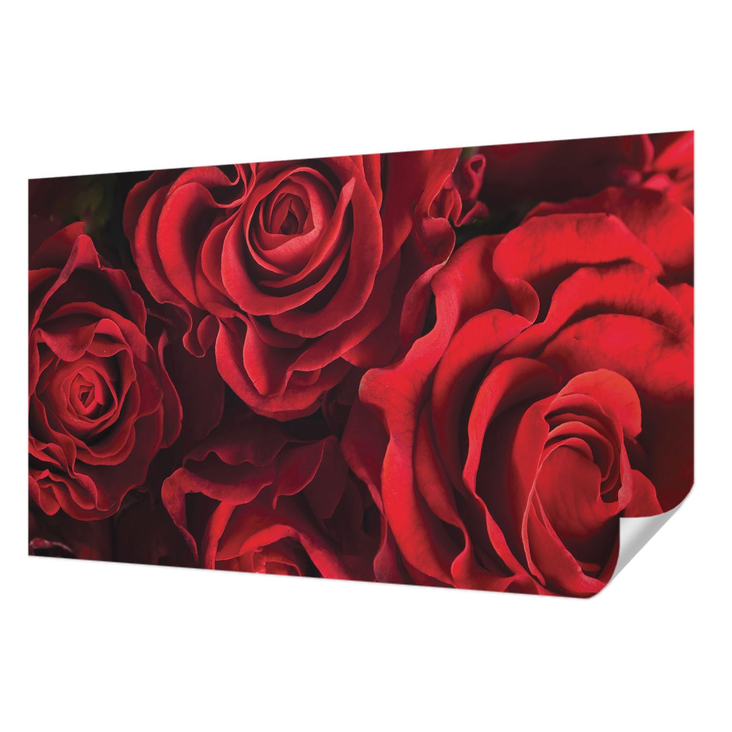Papier peint photo autocollant pour chambre salon ambiance roses rouges Tulup
