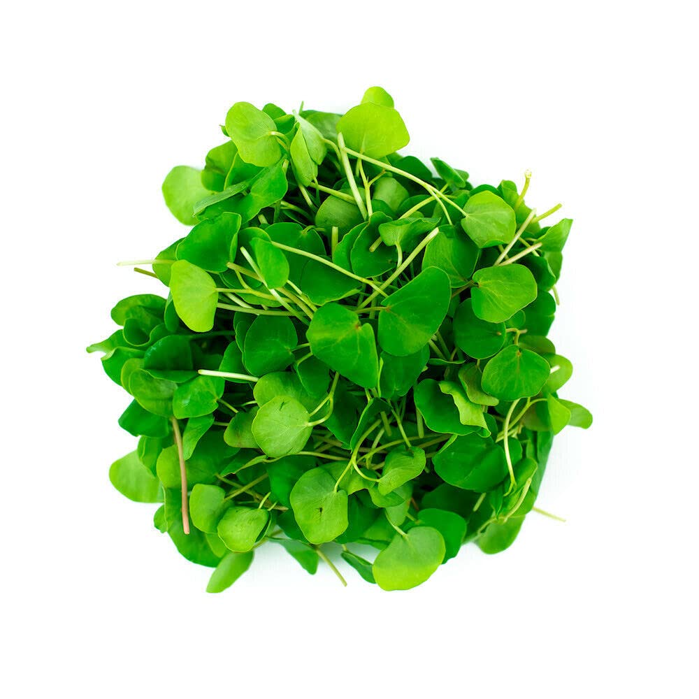 Vegetable - Buck Wheat - Microgreens - 900 Seeds - Baby Leaves - First Class