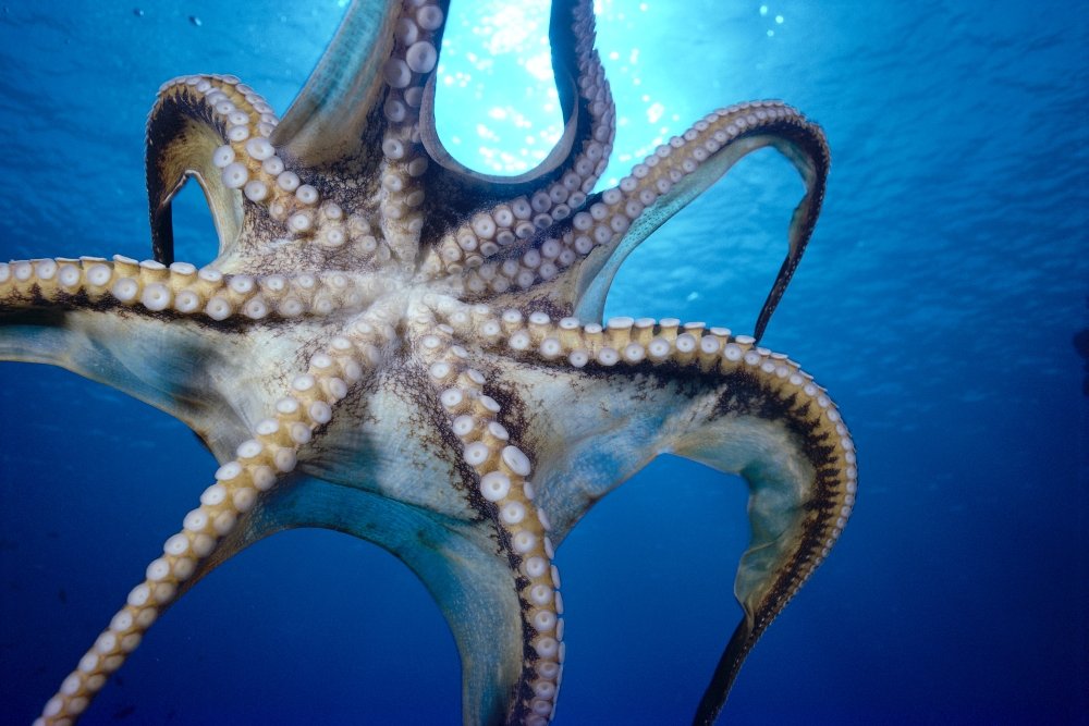 Amazon.com: Hawaii Day Octopus In Midwater Underside
