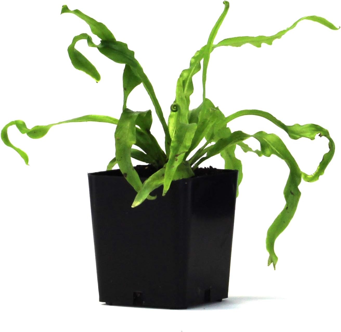 Sprig & Stone Live Mini Ferns Terrarium Plants (Victoria)