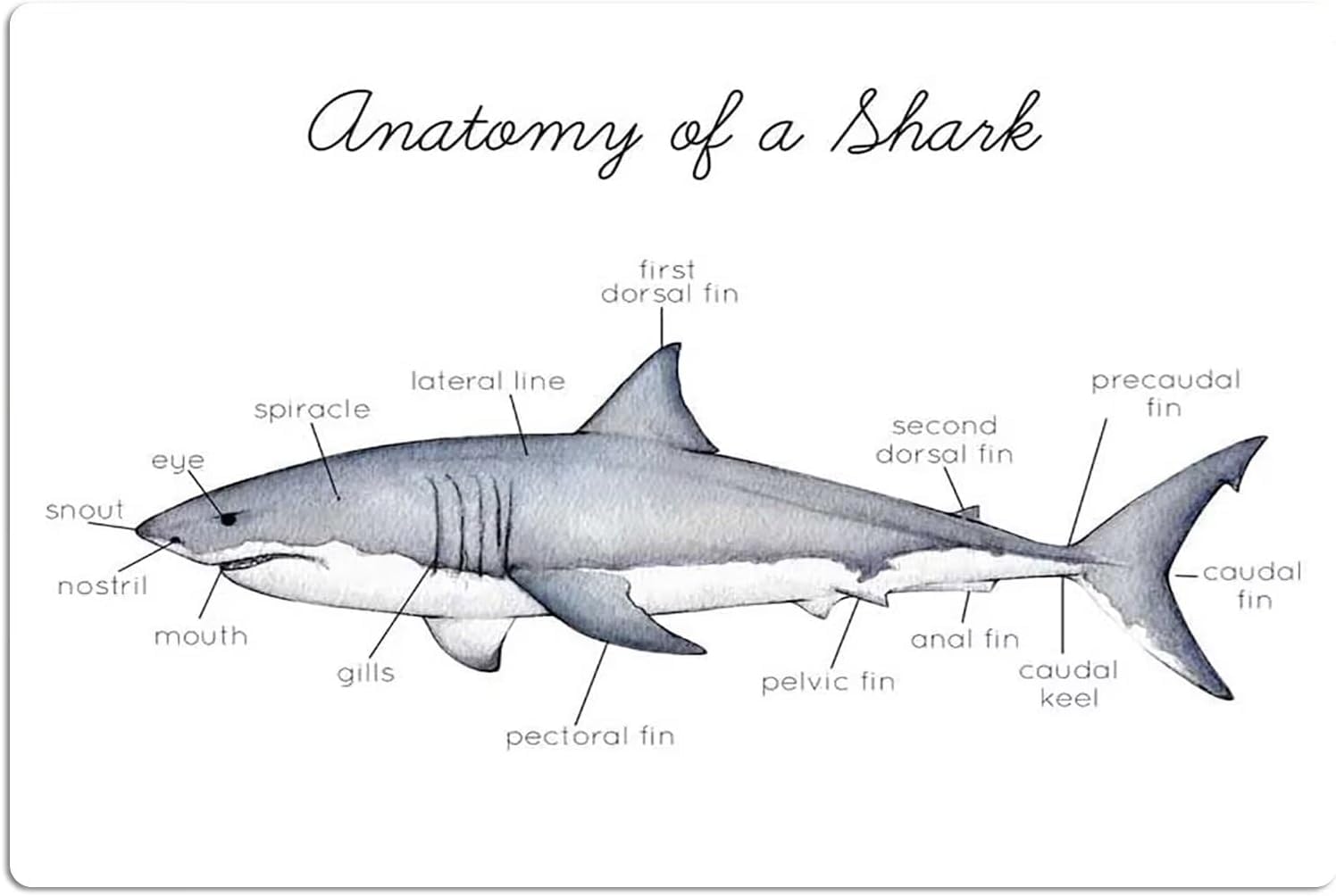 peiyeety Shark Anatomy Science Infographic Tin Sign, Office Club Wall Decor, 8x12Inch