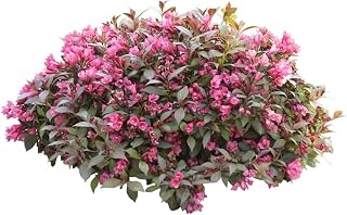Garden Perennial - Weigela 'Victoria' - 1 x Full Plant in 1 Litre Pot - Garden Ready + Ready to Plant - Premium Quality Plants