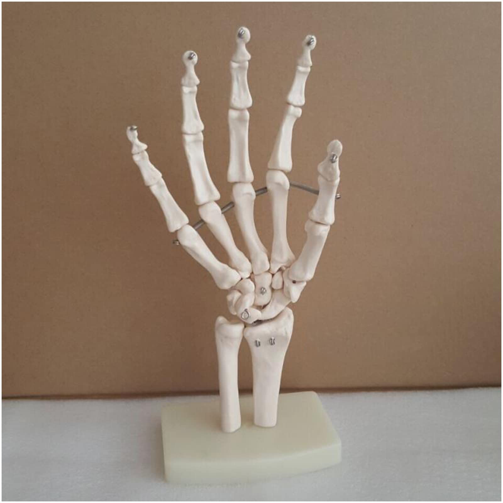 Modello anatomico a grandezza naturale con legamenti – modello di legamento dell'articolazione della mano umana – per insegnamento medico, forniture di laboratorio (A)