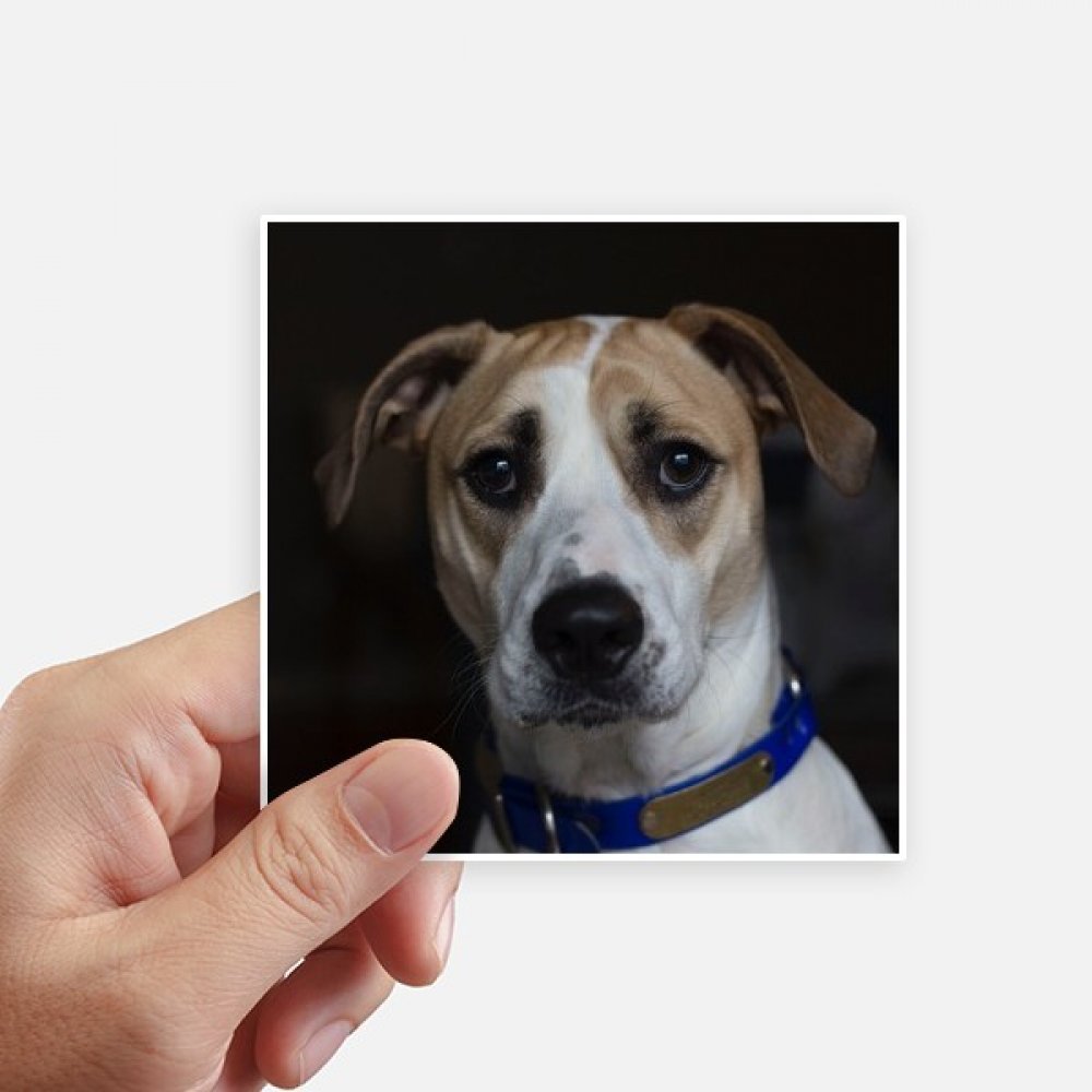 Autocollant photo de chien 10cm pour customiser une moto et masquer les rayures