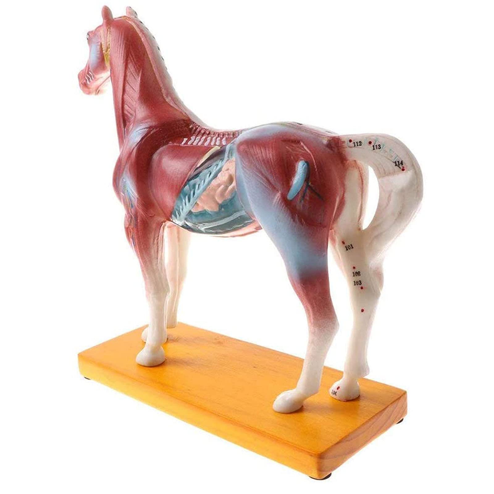 Model zwierzęcy, Model akupunktura i moxiterapia Konie, Model anatomii konia, Model zwierzęcy, Model referencyjny medyczny materiał dydaktyczny