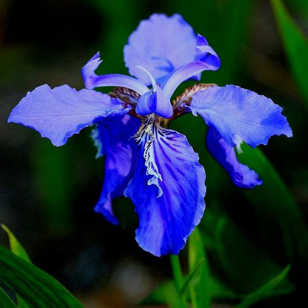 5pcs Blue Iris Bulbs Simple Cultivation Large Area Planting Effect is Good Add Color to Your Garden Ideal Garden Varieties for Landscaping and Potted Design