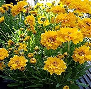 14 Border Flower Bed Ideas for Defined and Colorful Edging 125 30 Seeds of Perennial Coreopsis grandiflora - Early Sunrise Tickseed. Go...