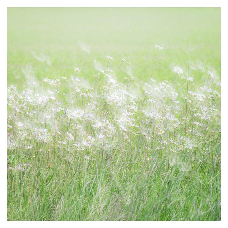 Peinture abstraite pissenlits verts grand format 120x120 de décoration murale moderne