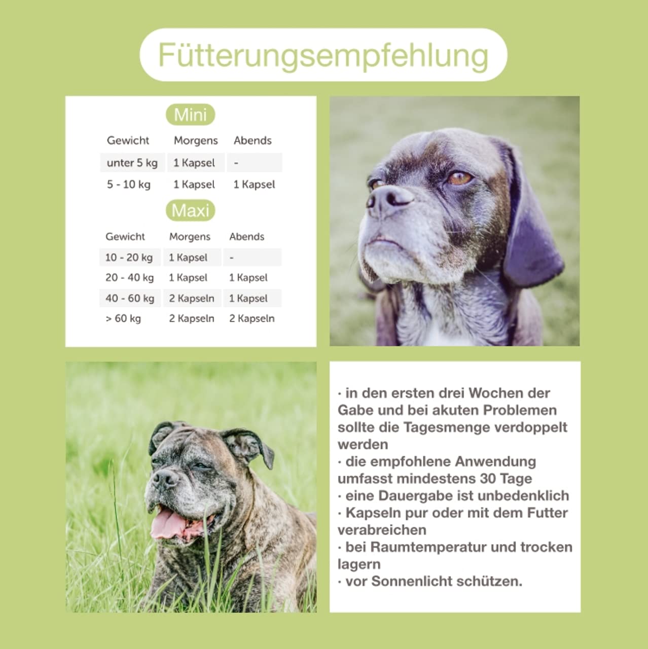 Senior Maxi 1Pckg. (100 Kapseln), Ergänzungsfuttermittel zur Versorgung von Augen und Gehirn im Alter mit DHA und Mikronährstoffen.