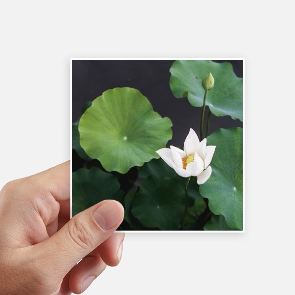 Autocollant carré feuille de lotus pour personnaliser gourde et ordinateur