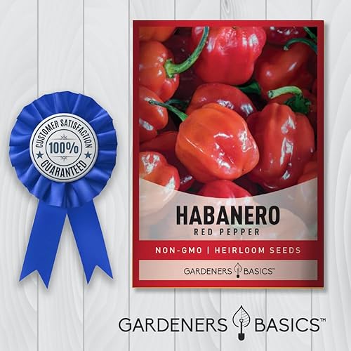 Miniatura 7 de Gardeners Basics, Semillas de pimiento habanero rojo para plantar más de 100 pimientos habaneros tradicionales sin OMG semillas de plantas para