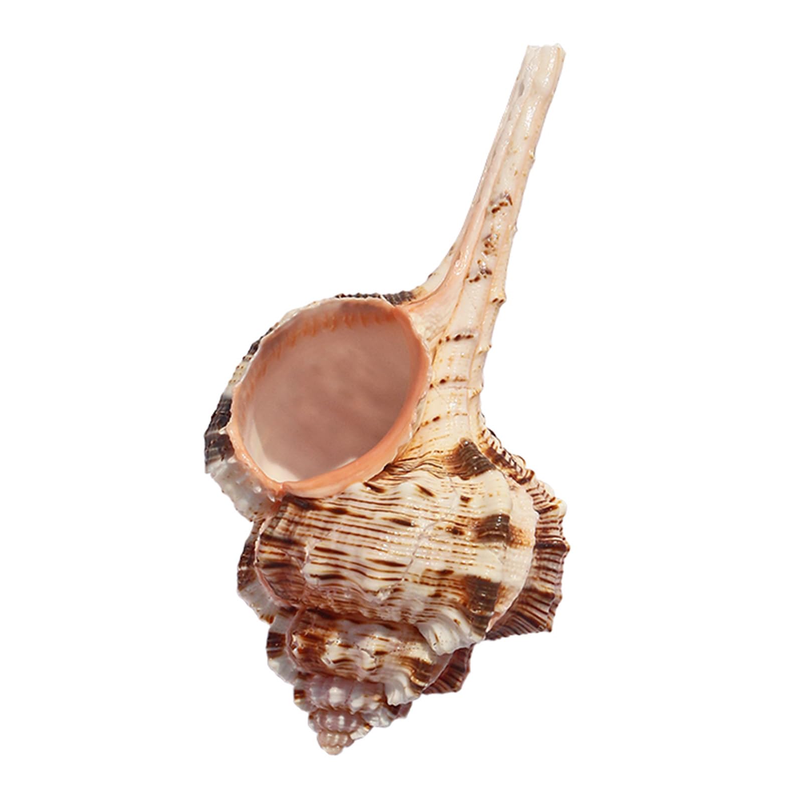 SBJKLYRN shell, 9/10cm, 1PCS Natural Sea Shells,Hermit Crab Sea Shells,for Nautical Decor, Beach Theme Party
