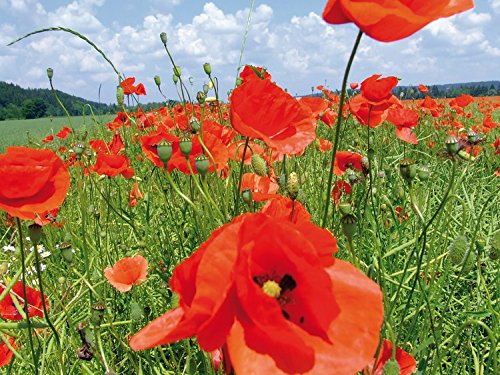 Postereck Poster Coquelicots - Champ De Fleurs Rouges, Impression Nature, 40x30 Cm, Papier Satiné 260g