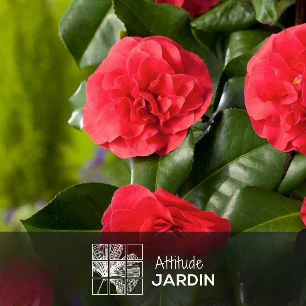 Attitude Jardin - Camellia japonica rouge - roślina kwitnąca - 50-60 cm - ◕ 21 cm - roślina zewnętrzna