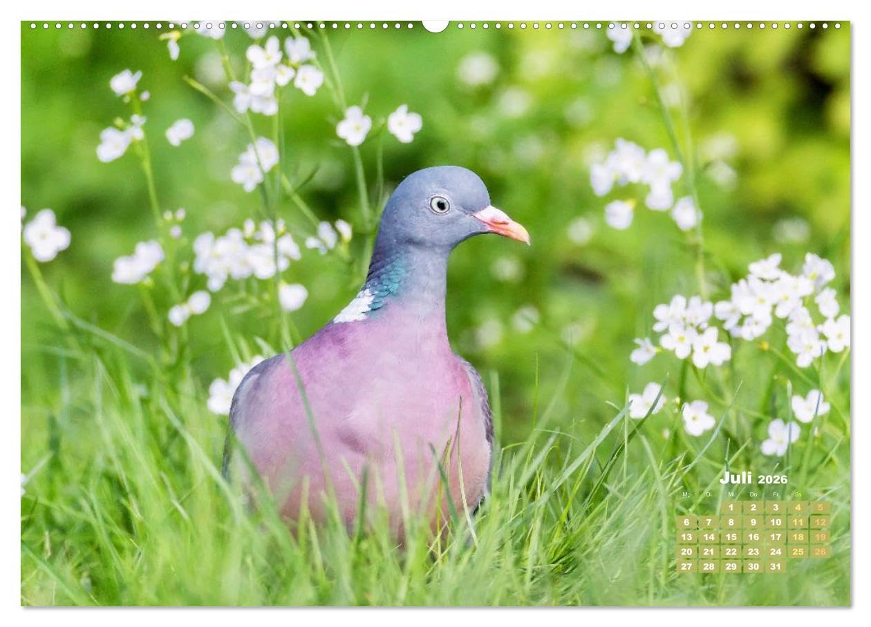 Tauben: vielfarbiges Gefieder und prächtige Federkrone (hochwertiger Premium Wandkalender 2026 DIN A2 quer), Kunstdruck in Hochglanz: Tauben aus allen ... Turteln und Flügelschwung (CALVENDO Tiere)