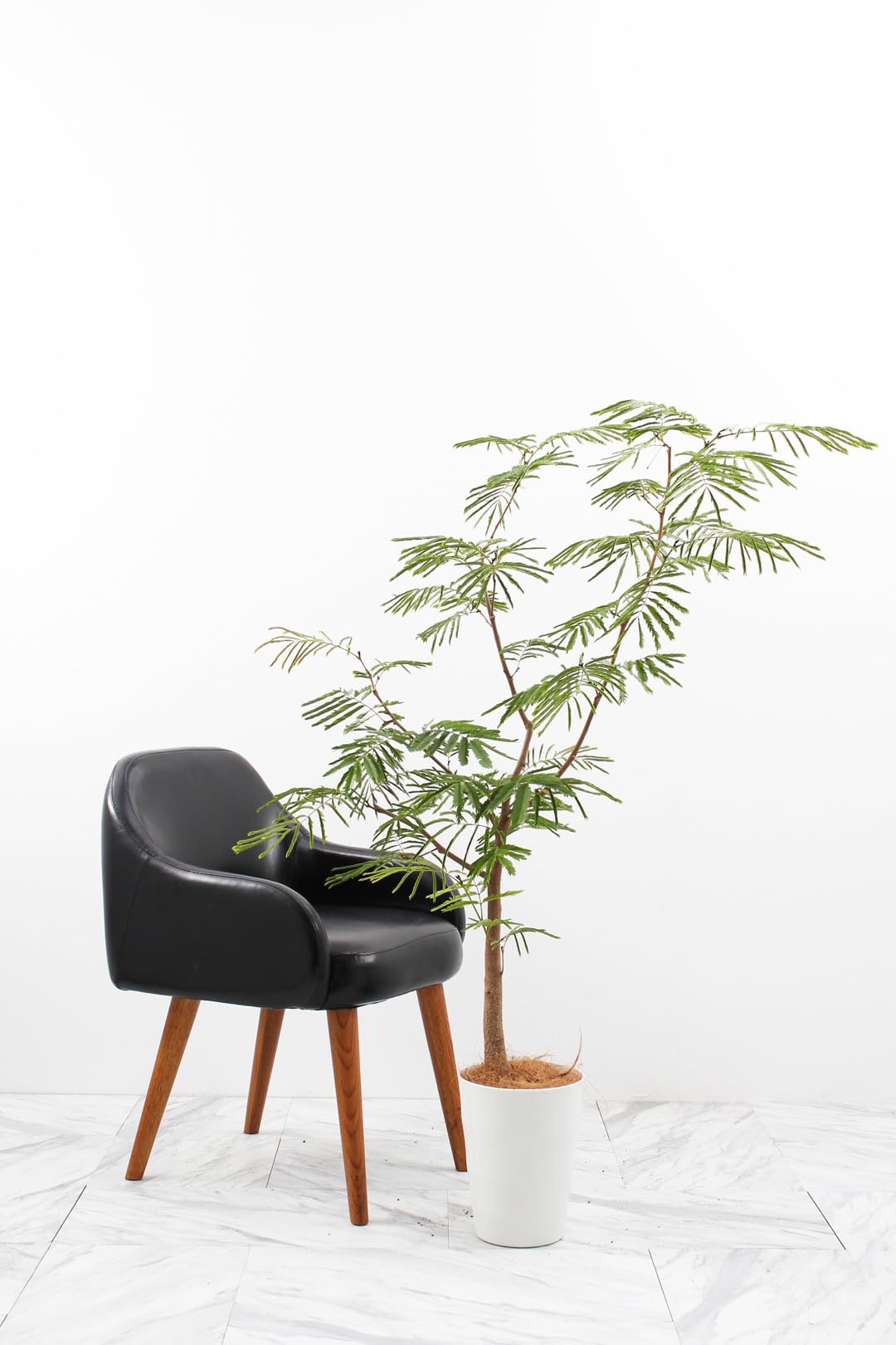 Amazon｜エバーフレッシュ 8号 受け皿付 【観葉植物 本物 アカサヤ