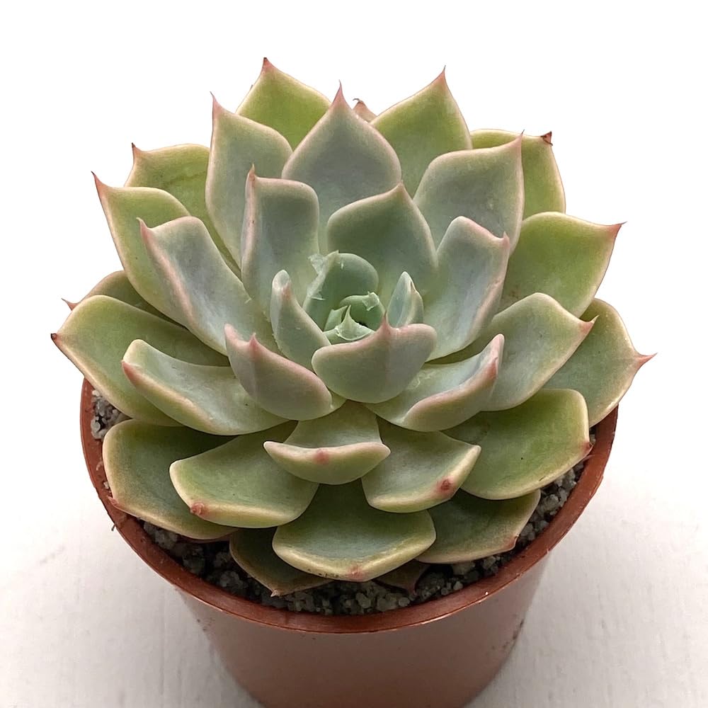 Naturesneh Laxmi Kamal Origanal Red Tip for Fortune, Vishnu Kamal/Echeveria Lakshmi Kamal Live Good Luck Vastu Live Succulent Plants (Grey green) (B0CHDYKCF3) Amazon Price History, Amazon Price Tracker