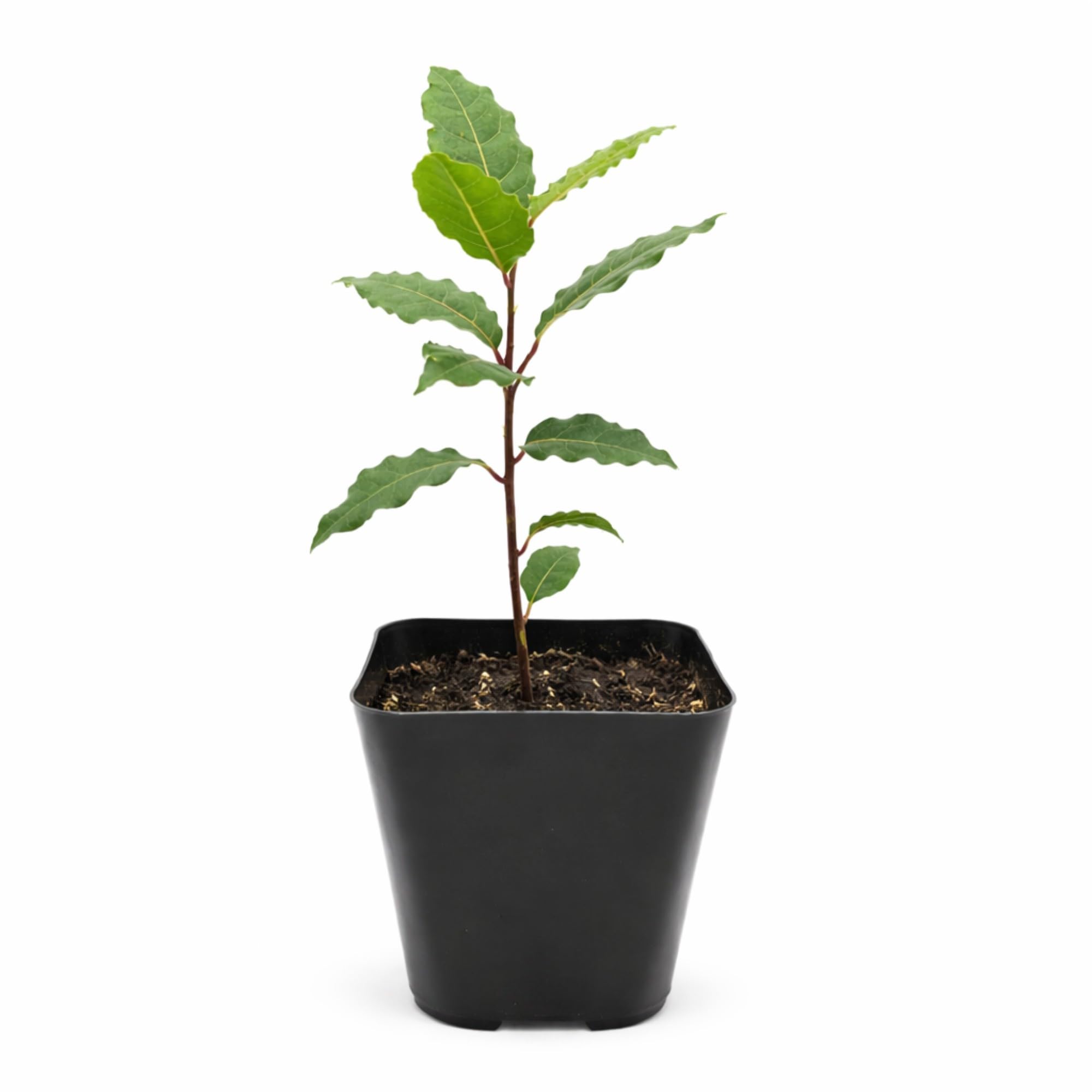 Easy to Grow Bay Laurel