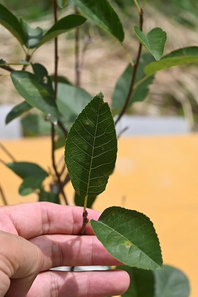 Amazon.co.jp: ジューンベリー苗 リージェントジューンべリー苗