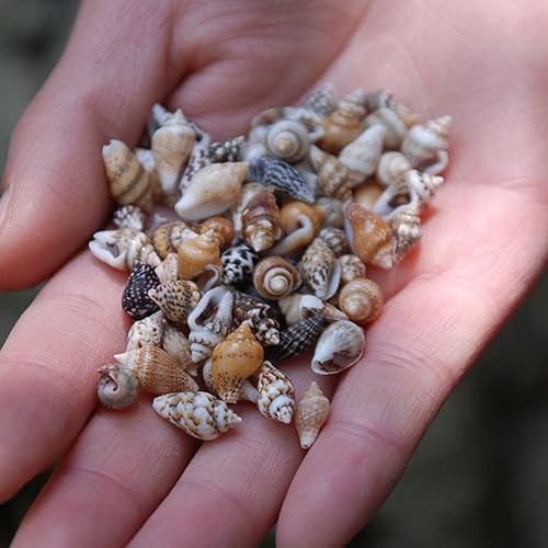 Miniatura 6 de 1 tarro de 0.276-0.472 in con forma de conchas marinas pequeñas sin agujero para decoración del hogar, fabricación de velas, decoración de boda,