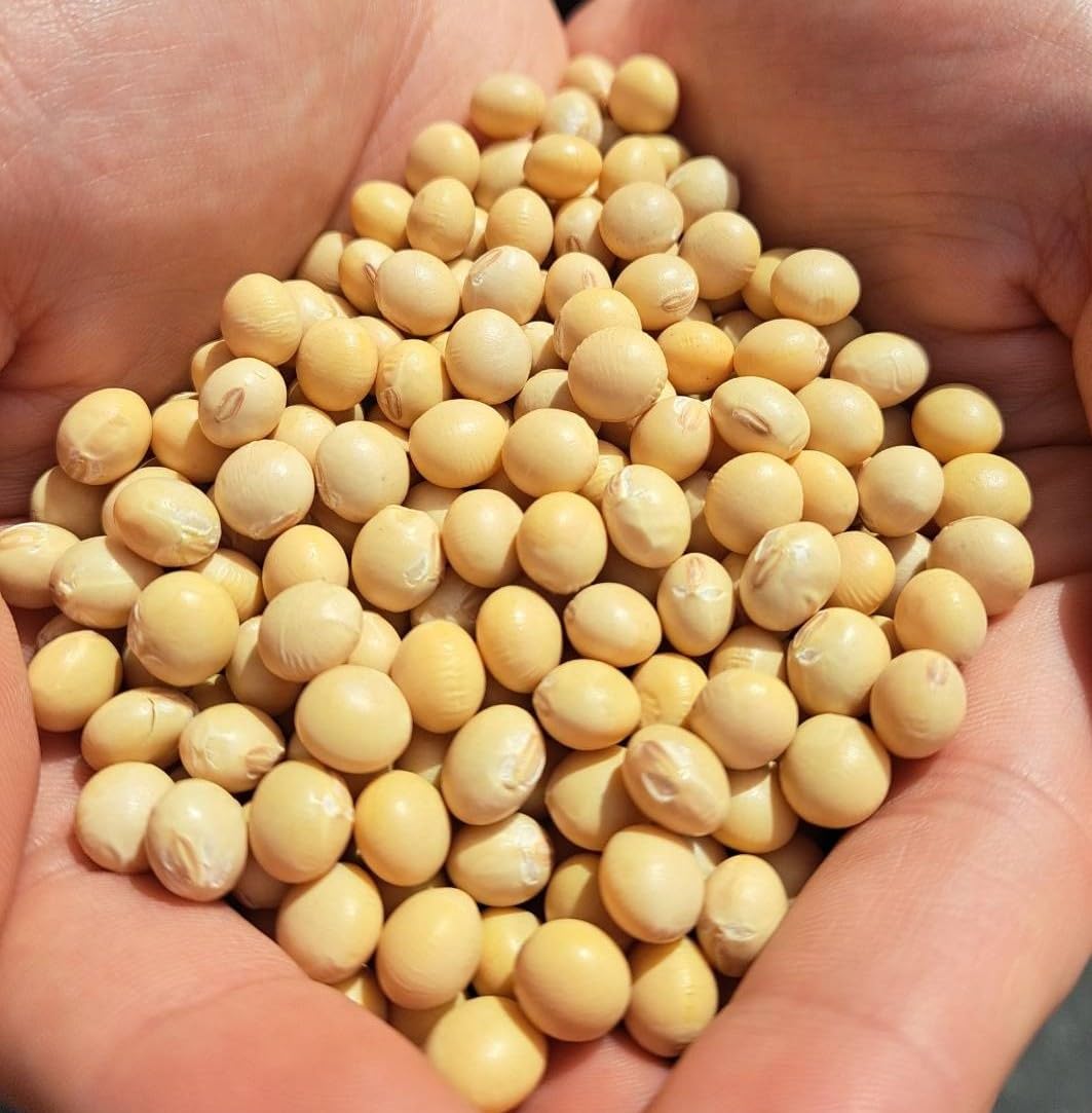 Amazon.co.jp: 【令和7年産 大豆】佐賀産フクユタカ 1㎏ : 食品・飲料